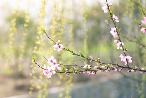 新版：凤池生春,探寻古典园林中的诗意画卷